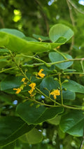 Pterocarpus Indicus Live Tree Seedlings – Tropical Hardwood for Landscaping, Shade & Ornamental Garden Plant