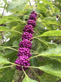 Beauty Berry Bush Live Plant Cuttings, Callicarpa americana, Propagation, 7 Count, No Roots, Garden Shrubs