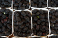 Rooted Goji Berry Plants 3 Pack | Organic Lycium barbarum Superfood Berries for Garden & Container