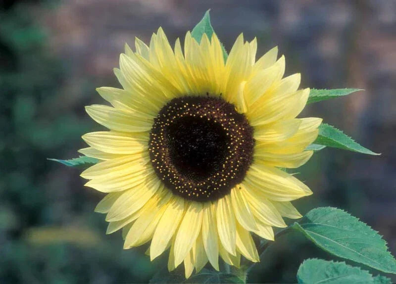 Valentine Sunflower Seeds 50 Pack | Bright Yellow Blooms | Helianthus annuus | Easy to Grow Garden Seeds