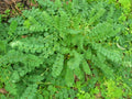 Salad Burnet Herb Seeds - 250+ Fresh Sanguisorba minor Perennial for Salads & Garnishes
