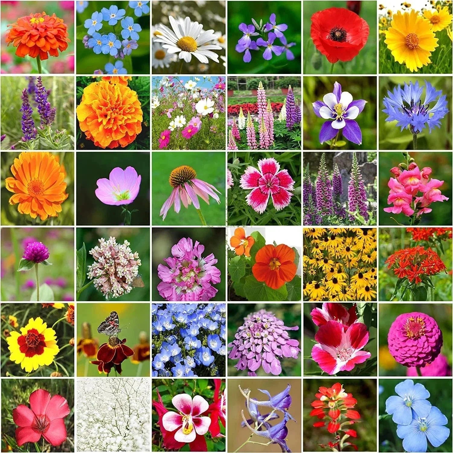 Wildflower Seeds Bulk Package - 10000+ Mix, 34 Perennial Varieties, Non-GMO