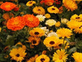 Calendula Seeds - 50 Pack of Pacific Beauty Mix - Bright Orange, Yellow & Cream Flowers - Calendula officinalis Annual Plant