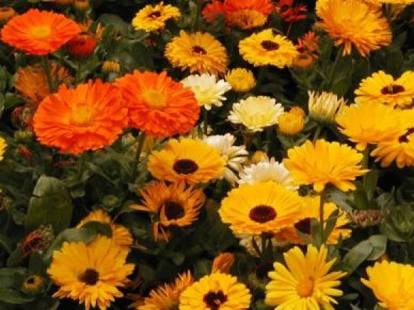 Calendula Seeds - 50 Pack of Pacific Beauty Mix - Bright Orange, Yellow & Cream Flowers - Calendula officinalis Annual Plant