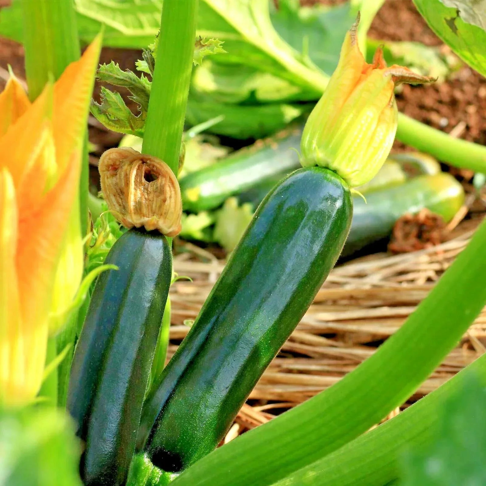 Organic Black Beauty Zucchini Seeds – Heirloom Summer Squash for Garden & Container, Cucurbita pepo, 31+ Seeds