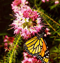 Rocky Mountain Bee Plant Seeds - Pink Cleome serrulata Pollinator-Friendly Wildflower Pack