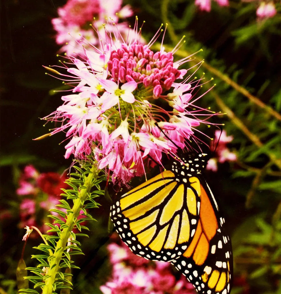 Rocky Mountain Bee Plant Seeds - Pink Cleome serrulata Pollinator-Friendly Wildflower Pack