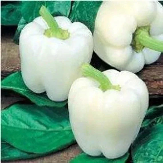 White Bell Pepper Seeds - Heirloom Organic Non-GMO Capsicum annuum, 120+ Fresh Seeds for Home Gardening