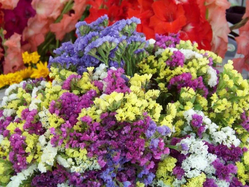 Statice Seeds - Everlasting Flower Mix, 75 Count, Limonium sinuatum, Dried & Fresh Flower Garden, Coastal Plants, Annual