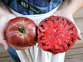 Cherokee Purple Tomato Seeds - Heirloom Non-GMO, Organic, Purple, Large Fruit, Solanum lycopersicum, 30+ Seeds