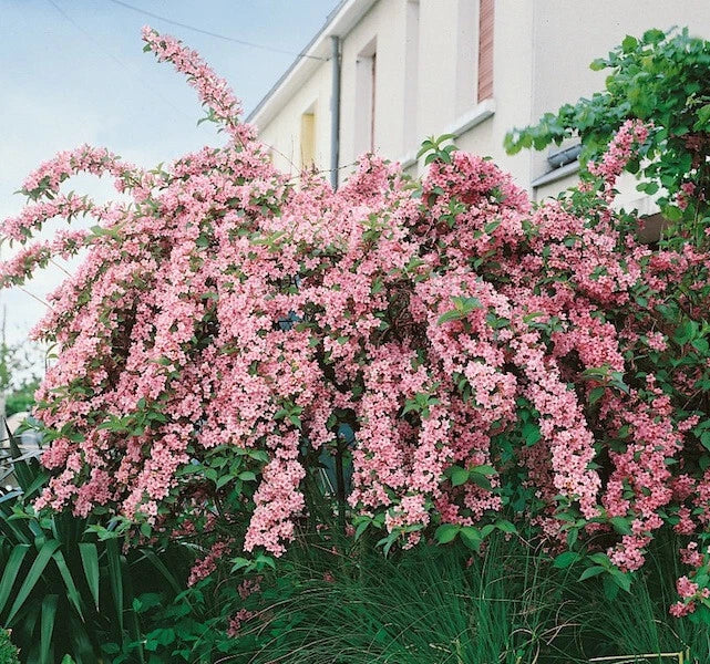 Live Plant - Weigela florida 'Variegata' - Pink Blooms, Variegated Foliage, Compact Shrub, 12+ Inches