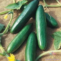 Diva Cucumber Seeds - 25+ Pack, Cucumis sativus, Garden Planting, Non-GMO, Full Sun, Vining, USA Grown