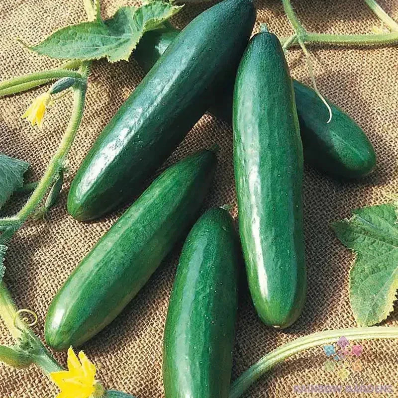 Diva Cucumber Seeds - 25+ Pack, Cucumis sativus, Garden Planting, Non-GMO, Full Sun, Vining, USA Grown
