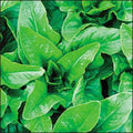 Amish Deer Tongue Lettuce Seeds - Heirloom Non-GMO Loose-Leaf Variety - Lactuca sativa for Home Gardening