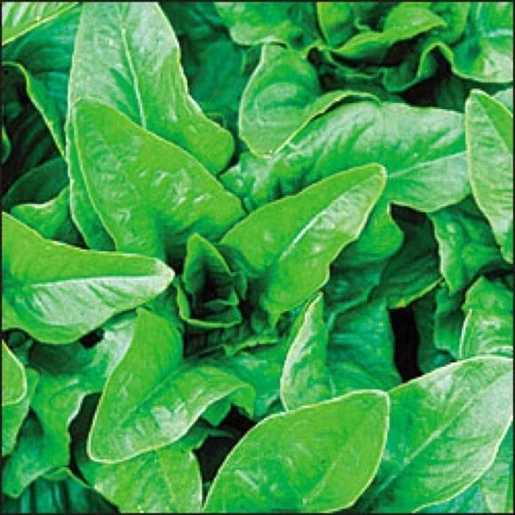 Amish Deer Tongue Lettuce Seeds - Heirloom Non-GMO Loose-Leaf Variety - Lactuca sativa for Home Gardening