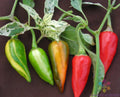 Fish Hot Pepper Seeds - 25+ Pack, Capsicum annuum, Spicy, Fruity Peppers for Gardening, USA Grown, Full Sun, Easy Grow