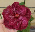 Double Dark Pink Hibiscus Seeds - Perennial Flower Seeds for Exotic Garden - Hibiscus rosa-sinensis, 20 Pack