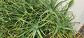 Bulk Aloe Arborescens Stem Cuttings - Natural Healing Succulent Plant for Garden & Indoor Use