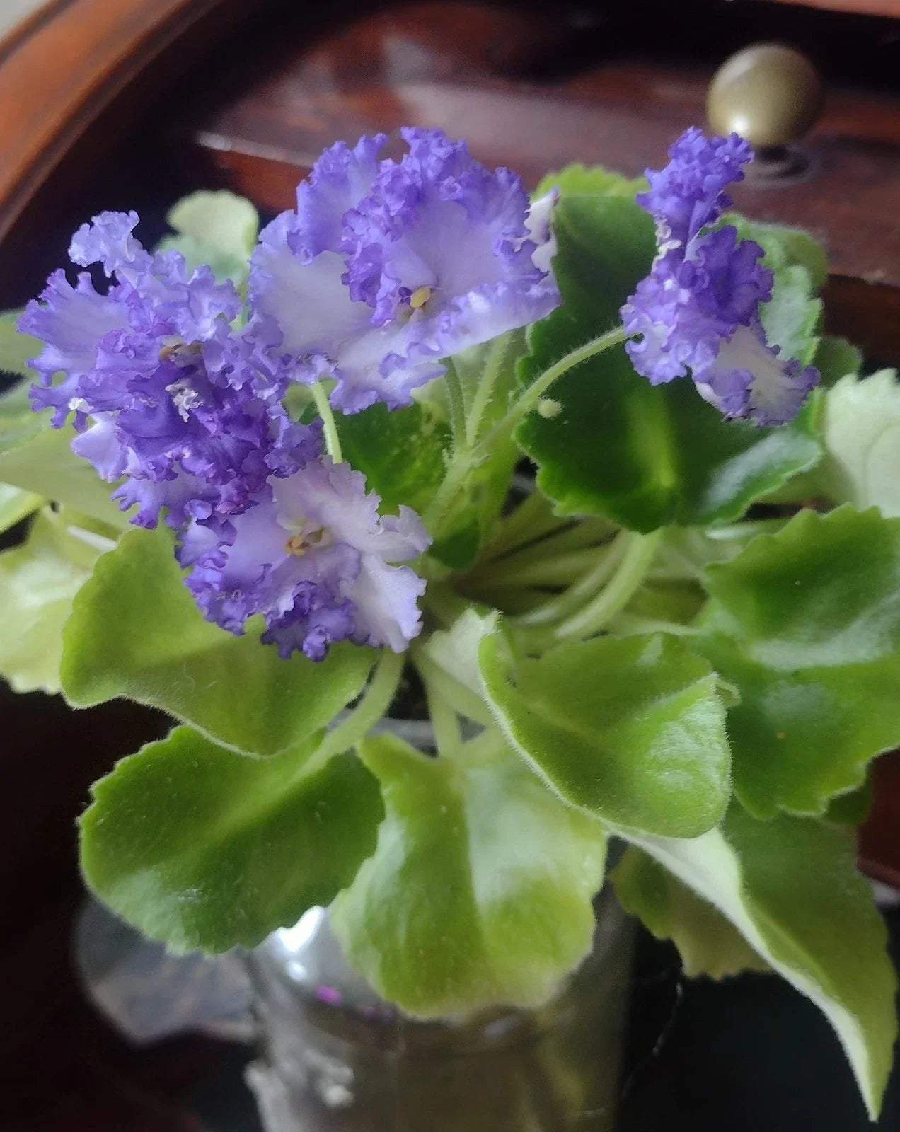 African Violet Unrooted Leaves 2 Pack for Propagation Saintpaulia ionantha LE Zoryane Syajvo