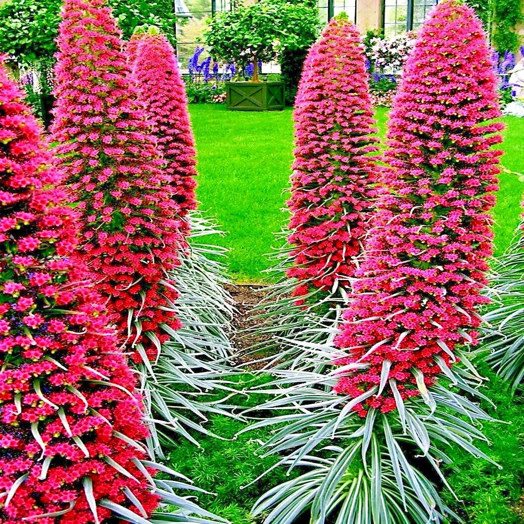 Tower of Jewels Seeds - 20 Pack Red Hummingbird Flower Echium Wildpretii Perennial Garden Seeds