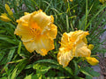 Daylily Bareroot - Hemerocallis 'Fergengi Gold' - Perennial Flowering Plant with Bright Golden Blooms