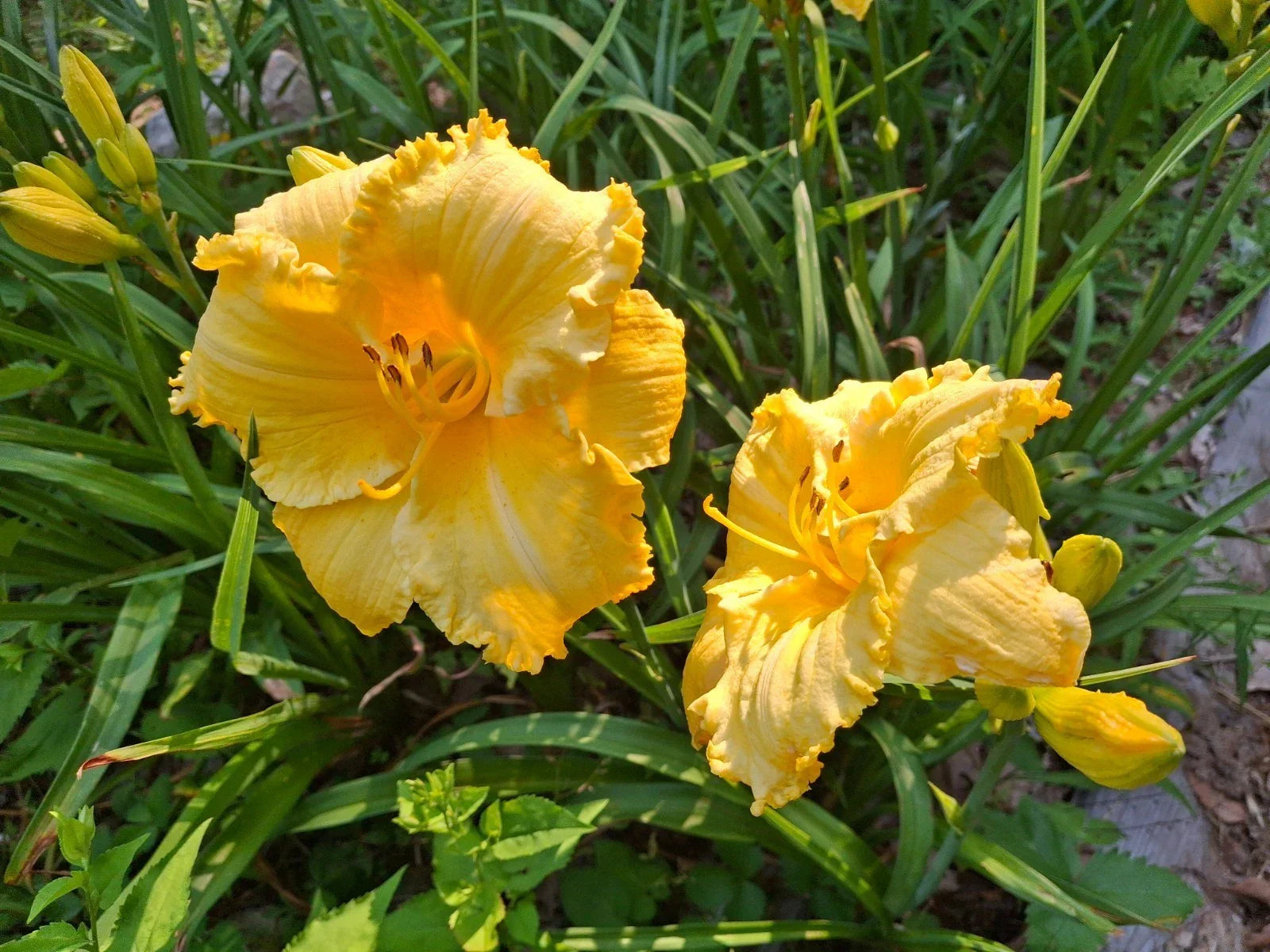 Daylily Bareroot - Hemerocallis 'Fergengi Gold' - Perennial Flowering Plant with Bright Golden Blooms