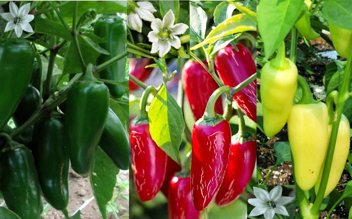 Jumbo Jalapeño Pepper Seeds - Heirloom Red, Green, Yellow Varieties - Capsicum annuum, 100+ Seeds for Gardening & Cooking