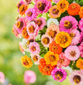 Zinnia Seeds Pack - 500 Non-GMO Petite Dwarf Button Box Mix - Vibrant Annual Flowers for Garden Beds & Containers