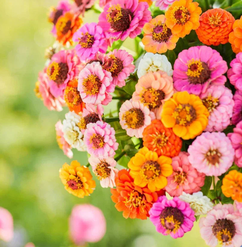 Zinnia Seeds Pack - 500 Non-GMO Petite Dwarf Button Box Mix - Vibrant Annual Flowers for Garden Beds & Containers