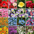 Wildflower Seed Mix - 500+ Heirloom Seeds - Low-Grow Annual & Perennial Wildflowers for Pollinators