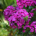 Joly Purple Carnation Seeds - 200+ Count for Garden Planting, Dianthus caryophyllus, Vibrant Purple Blooms, Perennial, Easy to Grow