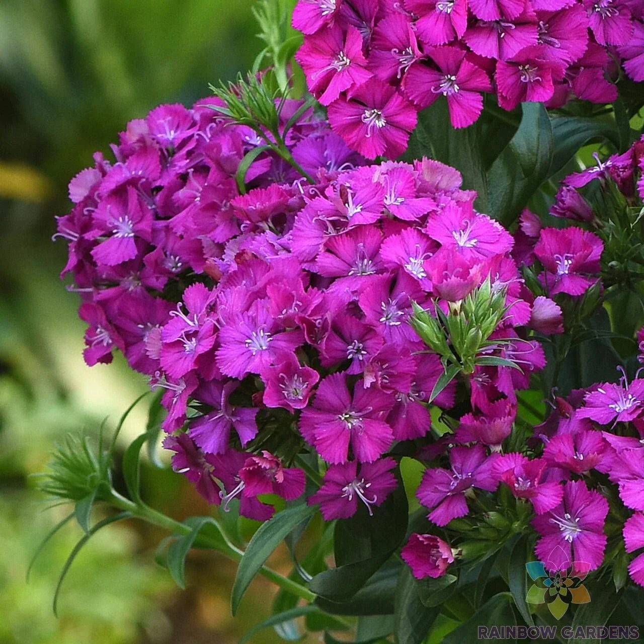 Joly Purple Carnation Seeds - 200+ Count for Garden Planting, Dianthus caryophyllus, Vibrant Purple Blooms, Perennial, Easy to Grow