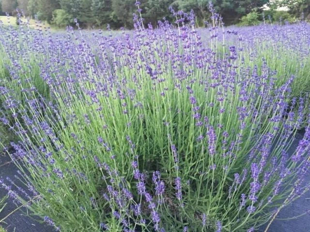 Lavender Live Plant - Munstead English Lavender in 4-Inch Pot, Fragrant Herb for Garden & Culinary Use, Lavandula angustifolia
