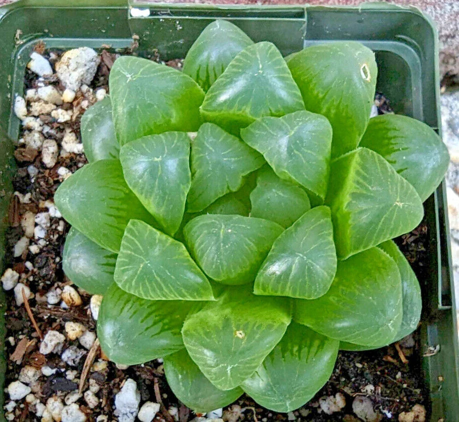 Haworthia Cooperi Var Obtusa Succulent Plant - 3.5" Diameter Indoor Green Houseplant, Rare Fleshy Rosette