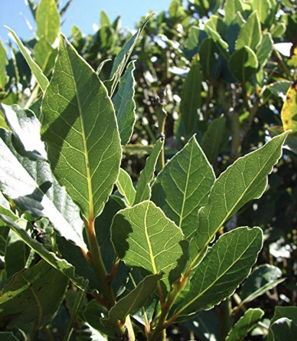 Sweet Laurel Bay Tree Cuttings - 5 Live Plants, Aromatic Foliage, Culinary Herb, Laurus nobilis, Easy to Propagate