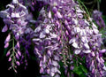 Blue Chinese Wisteria Live Plant - Rooted Vine, Purple Flowers, Wisteria sinensis, Climbing Vine, Garden Trellis, Fence Plant