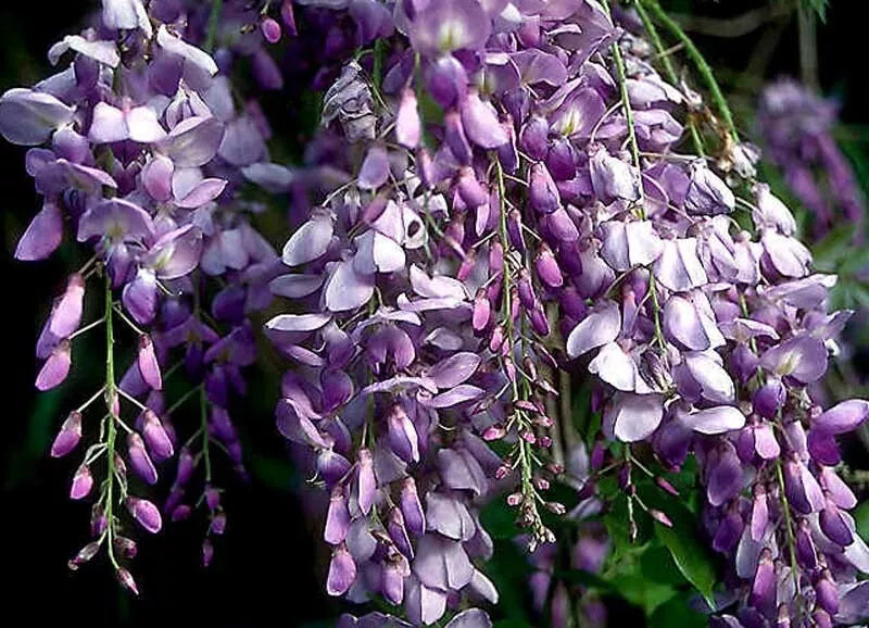 Blue Chinese Wisteria Live Plant - Rooted Vine, Purple Flowers, Wisteria sinensis, Climbing Vine, Garden Trellis, Fence Plant