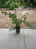 Large Barbados Cherry Tree Starter Plant 35" Malpighia emarginata Food Forest Edible Fruit Garden