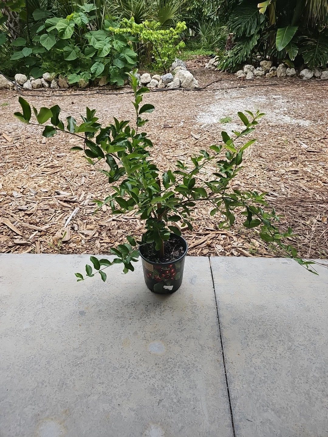 Large Barbados Cherry Tree Starter Plant 35" Malpighia emarginata Food Forest Edible Fruit Garden