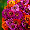 Zinnia Seeds Purple Dream Mix - Red Double Blooms for Butterflies & Hummingbirds - 100 Count - Zinnia elegans