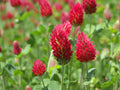 Crimson Clover Seeds - 200+ Trifolium incarnatum Cover Crop, Green Manure, Soil Improvement, Pollinator Attractant