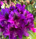Rhododendron Starter Plant - Florence Parks - Rare Variety in 4-Inch Pot - Vibrant Blooms & Lush Foliage