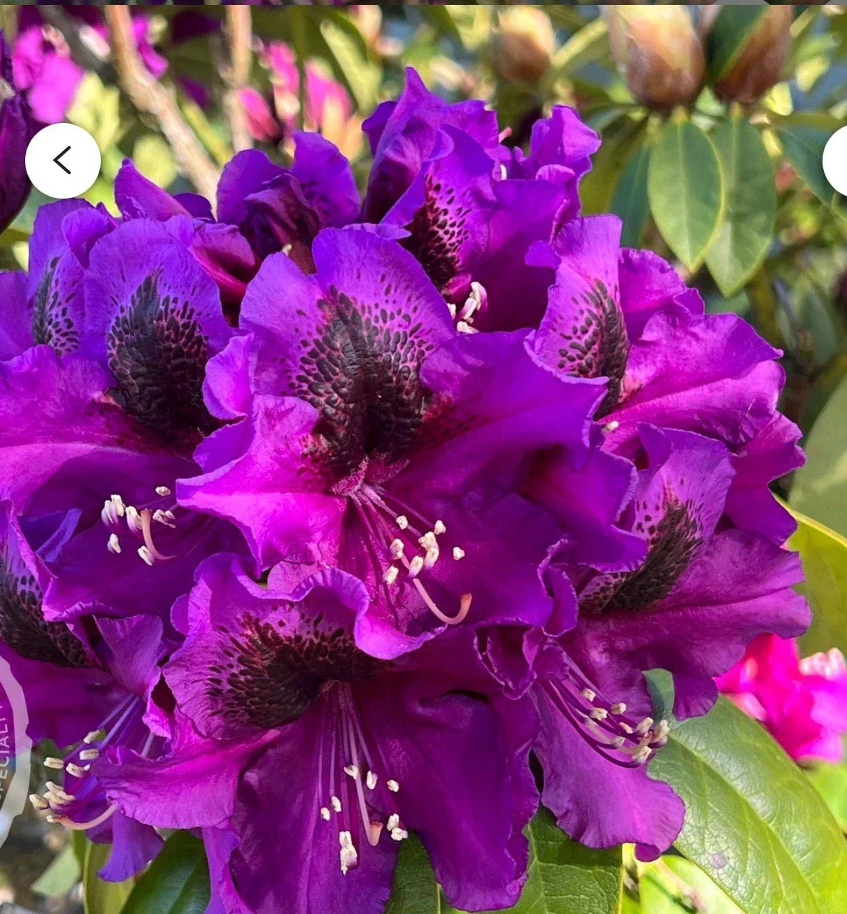 Rhododendron Starter Plant - Florence Parks - Rare Variety in 4-Inch Pot - Vibrant Blooms & Lush Foliage