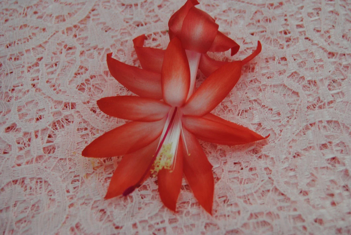 Christmas Cactus Starter Plant - Small Bristol Joy Schlumbergera Truncata - Indoor Houseplant for Holiday Decor