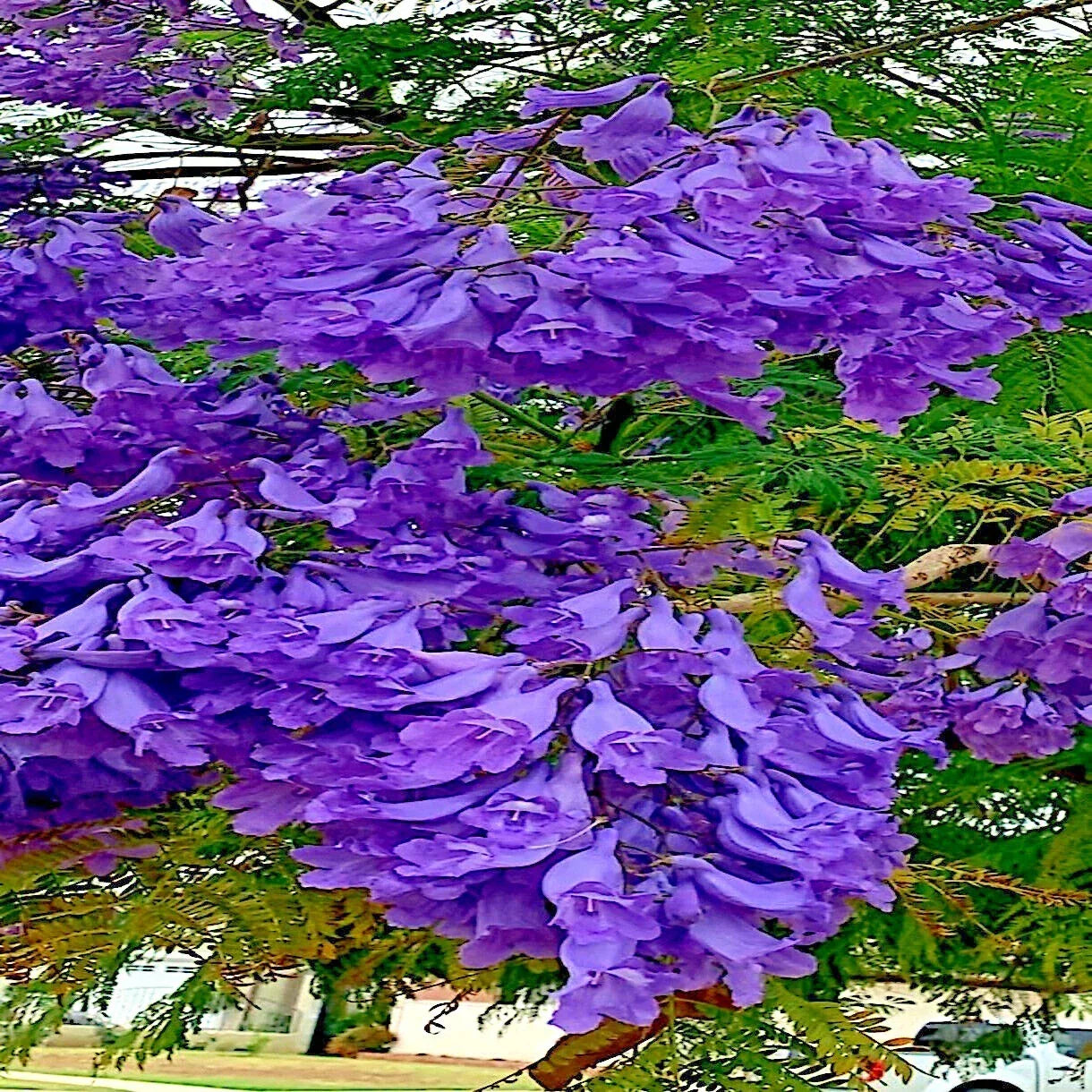 Jacaranda Fern Tree Seeds - Mimosifolia Acutifolia - Tropical Blue Flowers - Exotic Plant Seeds for Garden & Landscape