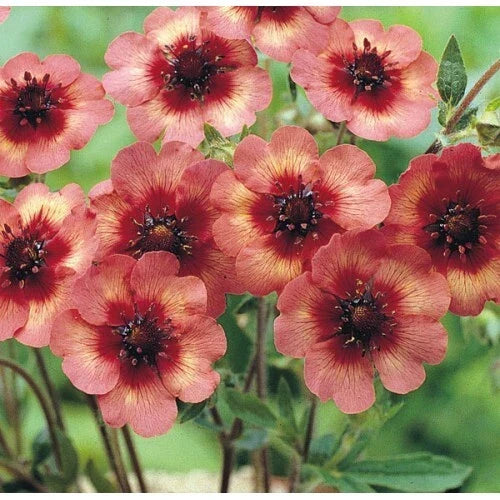 Potentilla Seeds 1000 Pack - Melton Fire Deep Pink Flowers - Potentilla fruticosa Perennial for Borders & Ground Cover