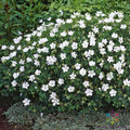 White Cranesbill Geranium Seeds - Perennial, Non-GMO, USA Grown, Easy to Grow, Attracts Pollinators, Free Shipping