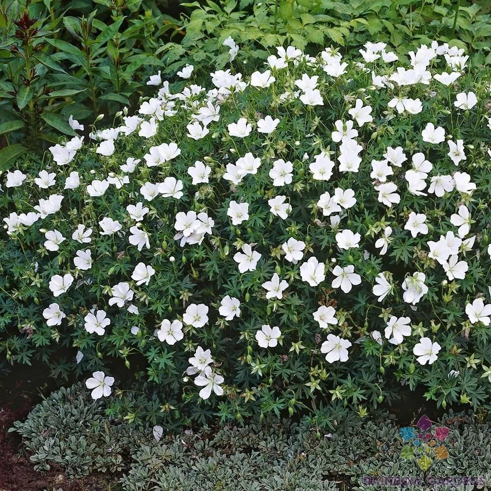 White Cranesbill Geranium Seeds - Perennial, Non-GMO, USA Grown, Easy to Grow, Attracts Pollinators, Free Shipping