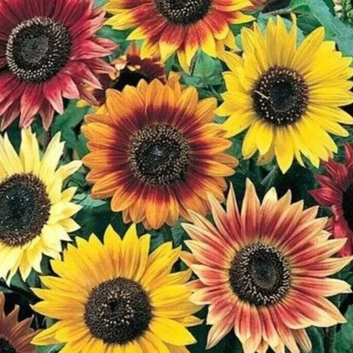 Sunflower Seeds Mix 50+ Packets | Helianthus annuus | Lemon Queen, Velvet Queen, Red Sun, Chocolate Cherry