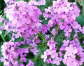 Dame's Rocket Seeds - Violet Flower Pack - 100 Fresh Hesperis matronalis Seeds for Gardens & Pollinators
